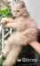 Persian male kitten